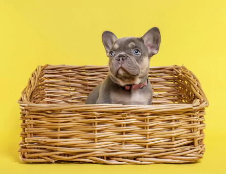 Animal french bulldog HD Desktop Wallpaper | Background Image