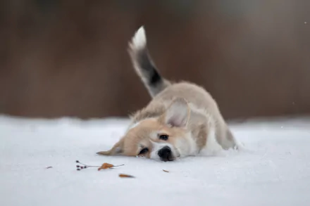 Animal corgi HD Desktop Wallpaper | Background Image