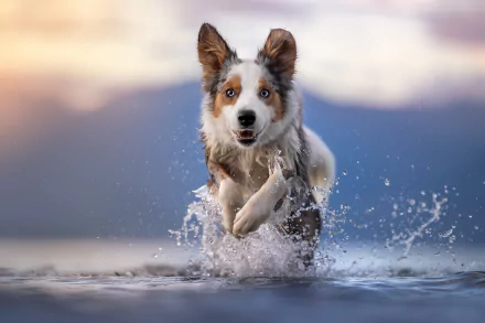 Animal border collie HD Desktop Wallpaper | Background Image