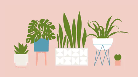 HD wallpaper featuring a collection of illustrated houseplants in stylish pots on a pink background.