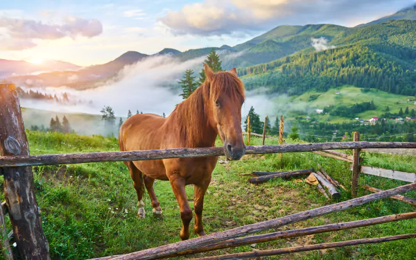 A horse stands behind a wooden fence in a lush green valley with mist-covered hills under a colorful sky, captured in 4K Ultra HD for a PC desktop wallpaper.
