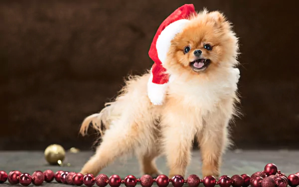 Animal spitz HD Desktop Wallpaper | Background Image