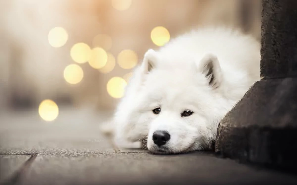 Animal samoyed HD Desktop Wallpaper | Background Image