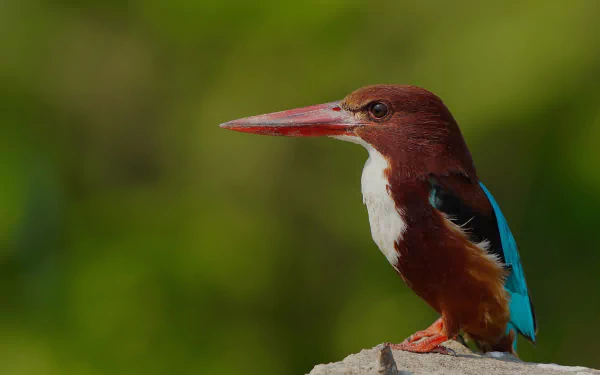 Animal kingfisher HD Desktop Wallpaper | Background Image