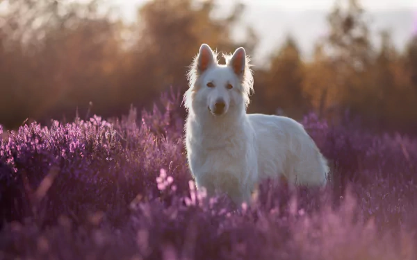 Animal swiss shepherd HD Desktop Wallpaper | Background Image