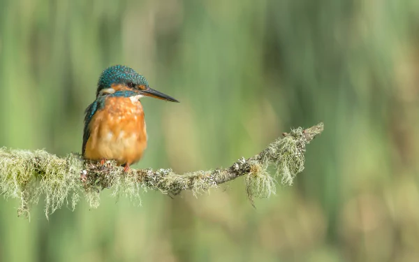 Animal kingfisher HD Desktop Wallpaper | Background Image