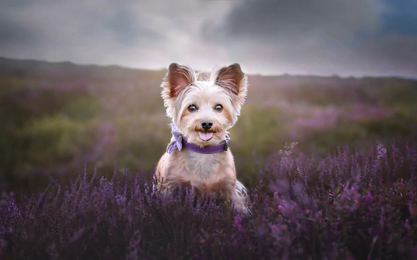 Animal yorkshire terrier HD Desktop Wallpaper | Background Image