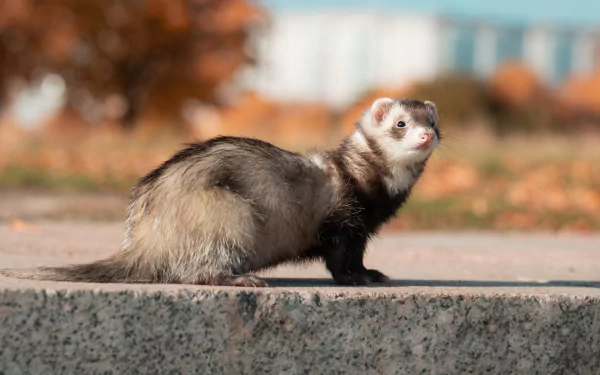 Animal ferret HD Desktop Wallpaper | Background Image