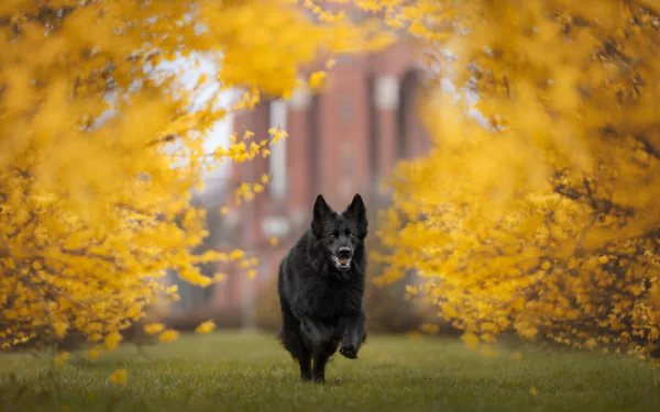 Animal german shepherd HD Desktop Wallpaper | Background Image