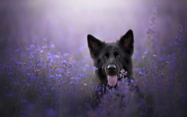 Animal german shepherd HD Desktop Wallpaper | Background Image