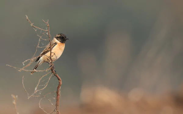 Animal Stonechat HD Desktop Wallpaper | Background Image