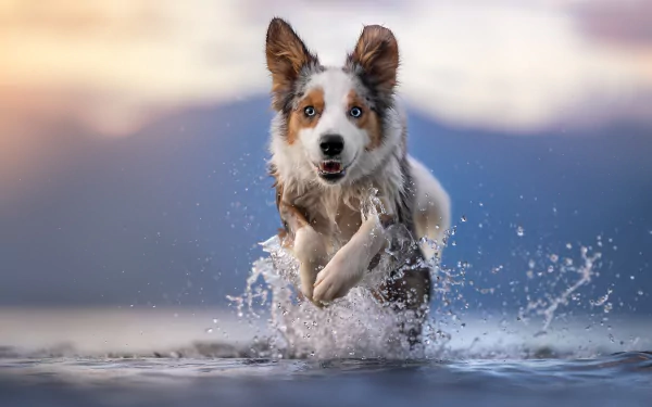 Animal border collie HD Desktop Wallpaper | Background Image