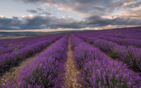 Lavender Wallpapers