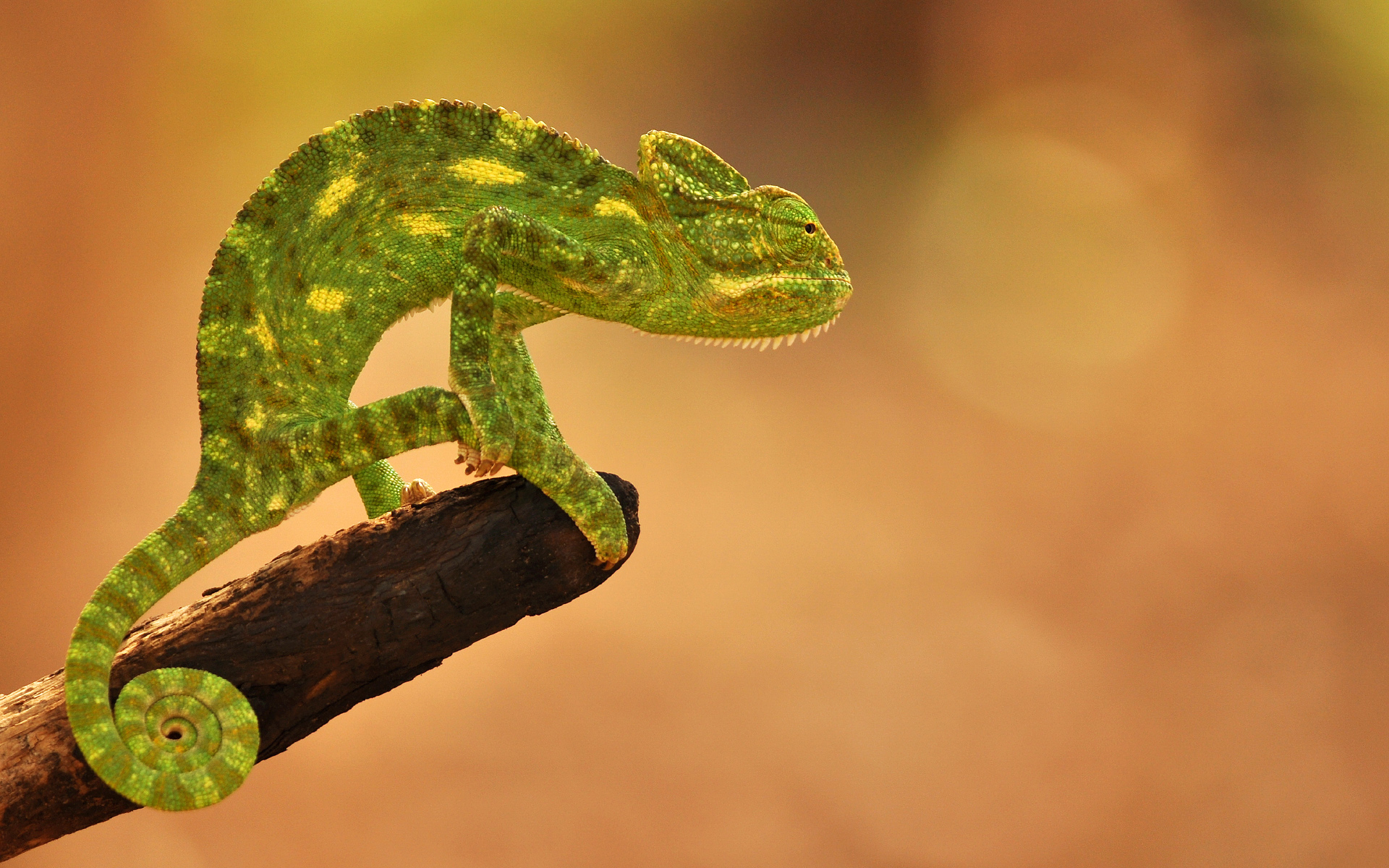 Animal Chameleon HD Wallpaper | Background Image