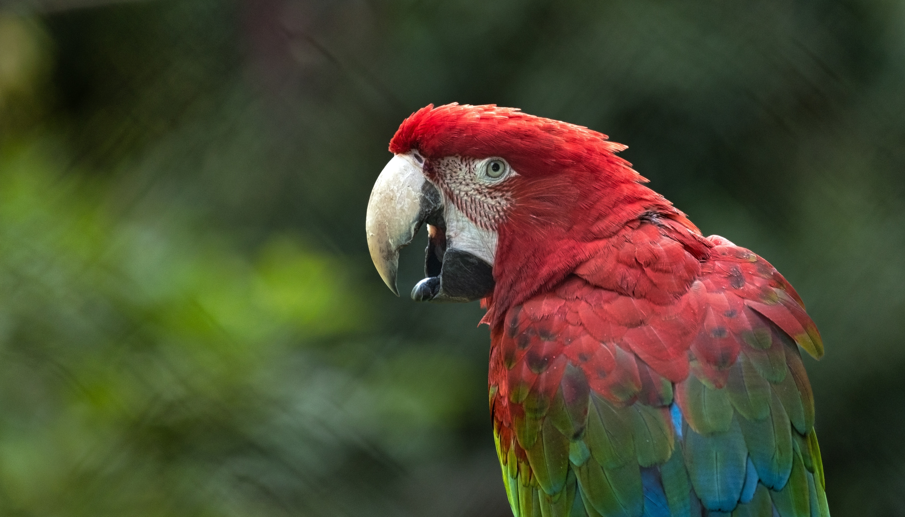 Animal Macaw HD Wallpaper