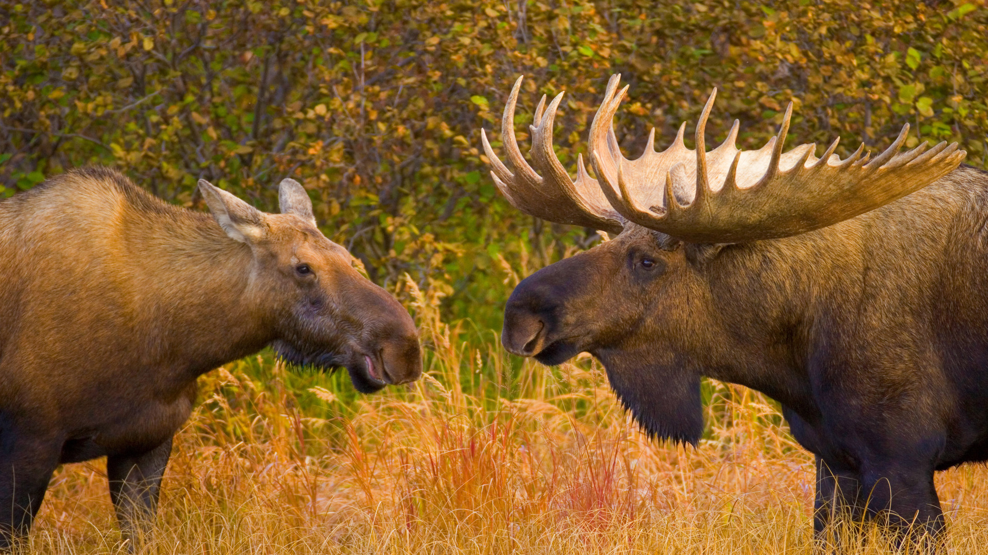 Bull and female moose in Denali National Park, Alaska by Yva Momatiuk