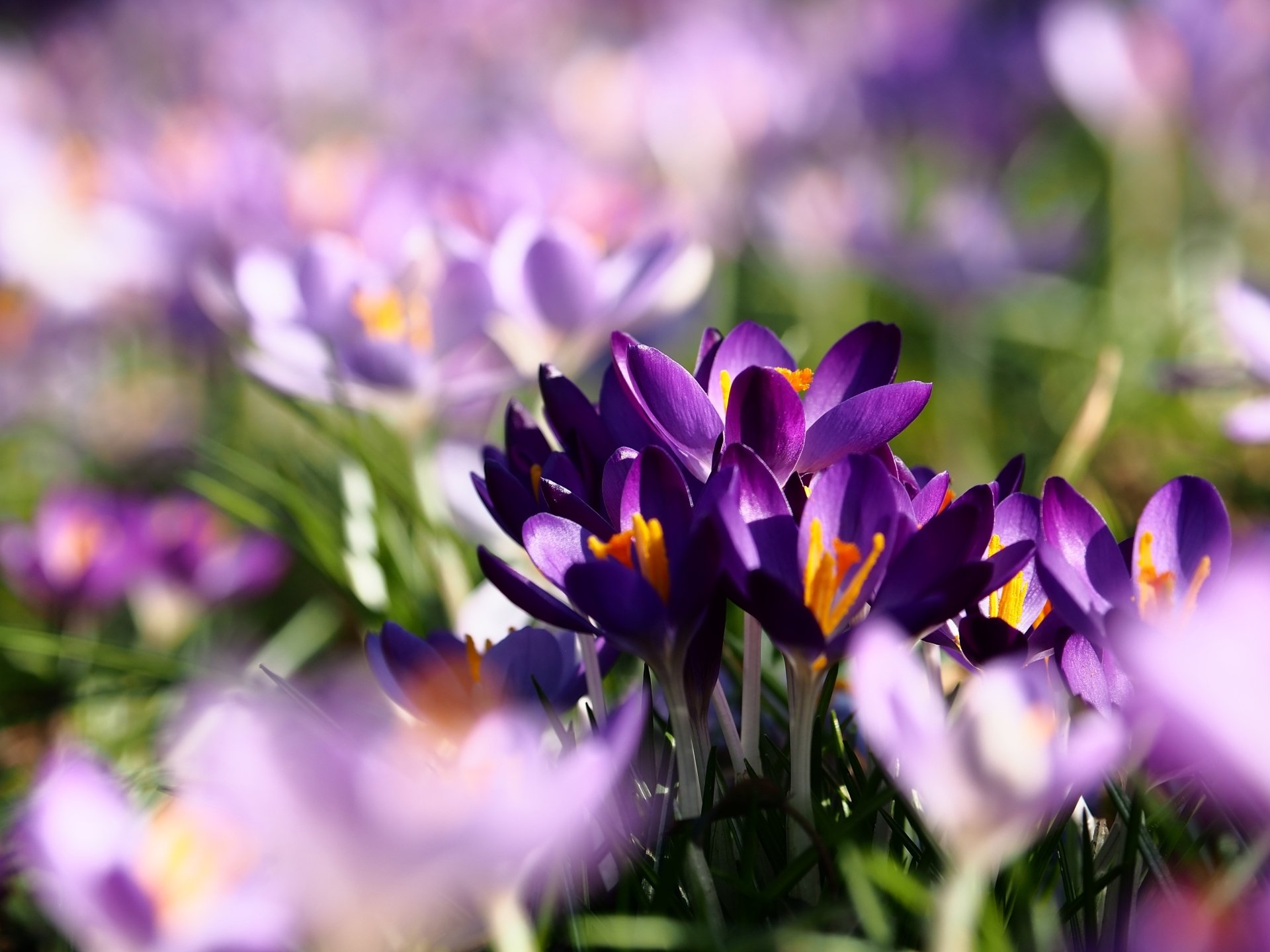 Download Nature Crocus 4k Ultra HD Wallpaper