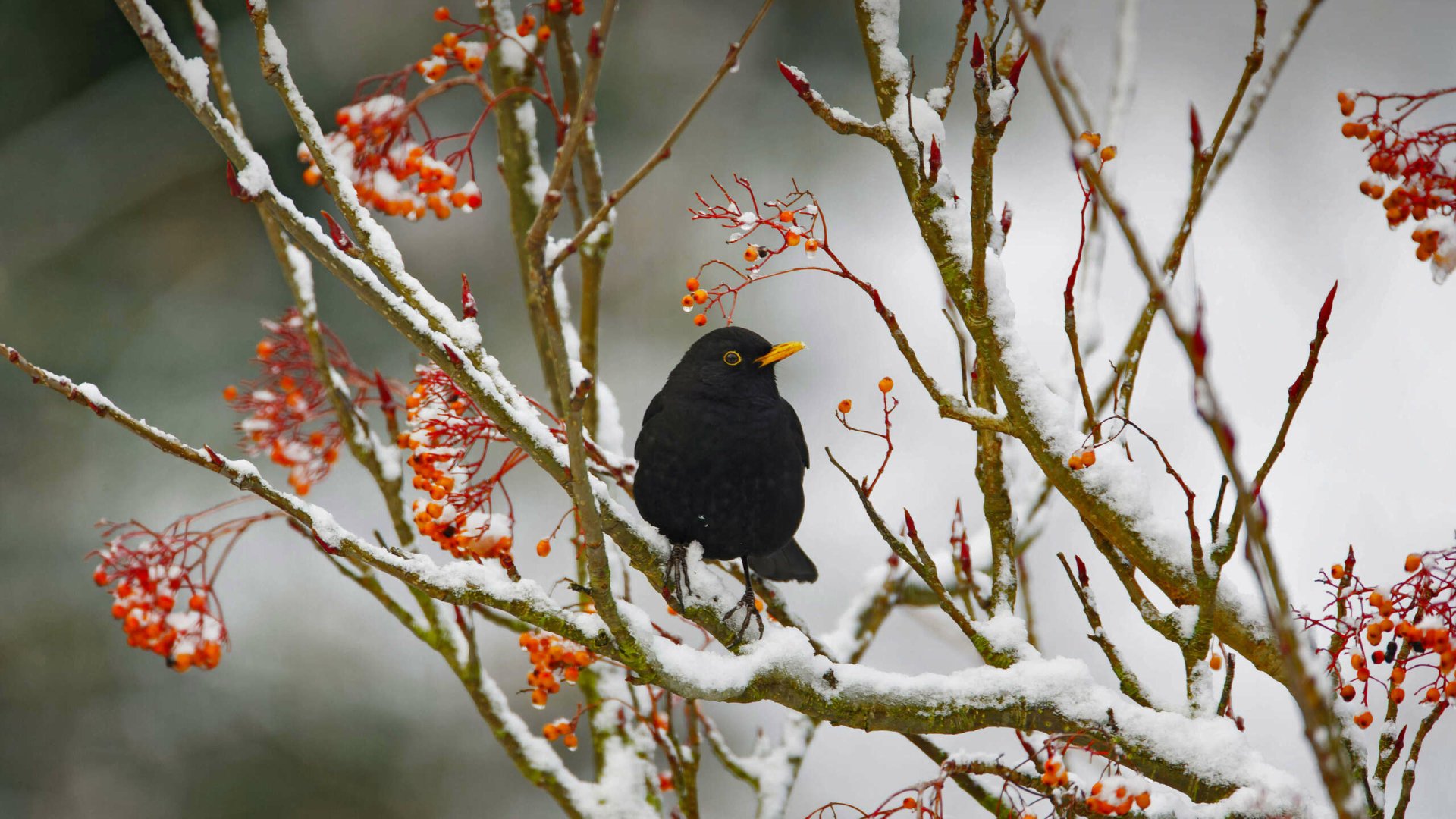 HD desktop wallpaper of a Eurasian Blackbird perched on snow-covered branches with red berries in a natural winter setting.