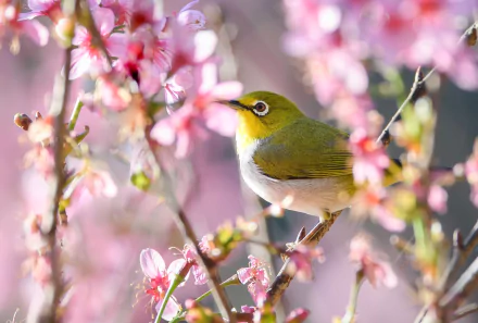 Animal Japanese white-eye HD Desktop Wallpaper | Background Image