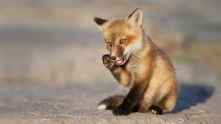 Animal fox HD Desktop Wallpaper | Background Image