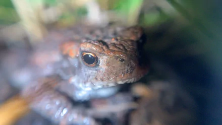 Animal frog HD Desktop Wallpaper | Background Image