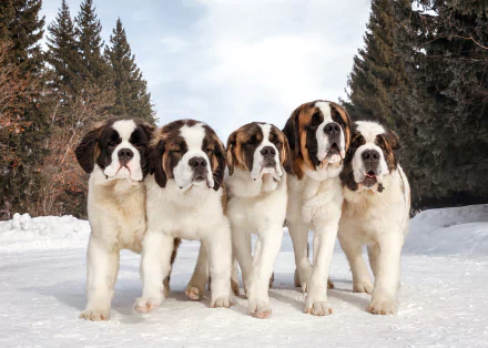 Animal St. Bernard HD Desktop Wallpaper | Background Image
