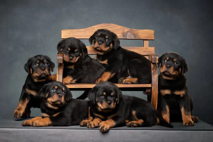 Animal rottweiler HD Desktop Wallpaper | Background Image