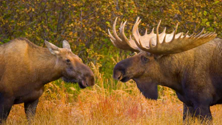  Bull and female moose in Denali National Park, Alaska by Yva Momatiuk