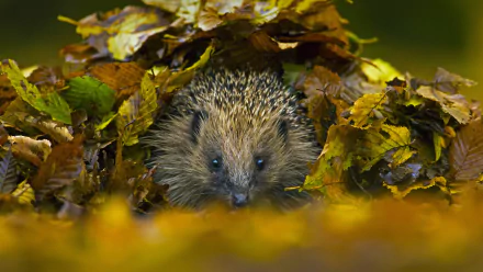  European hedgehog in Sussex, England by Jules Cox