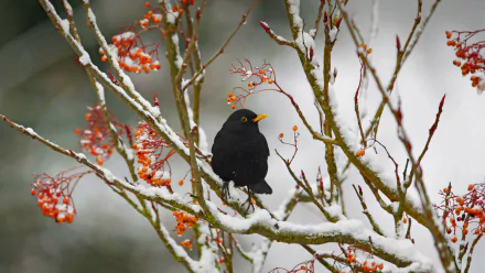 HD desktop wallpaper of a Eurasian Blackbird perched on snow-covered branches with red berries in a natural winter setting.