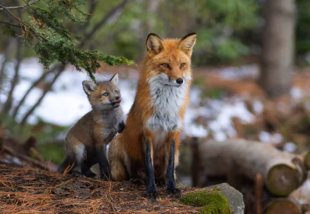 Animal fox HD Desktop Wallpaper | Background Image