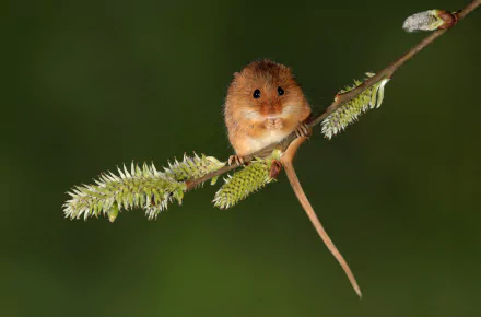 Animal mouse HD Desktop Wallpaper | Background Image