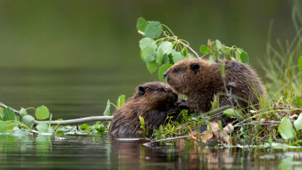 HD desktop wallpaper featuring two beavers interacting by the water’s edge amidst green foliage in a natural setting.