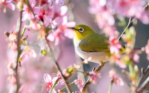 Animal Japanese white-eye HD Desktop Wallpaper | Background Image