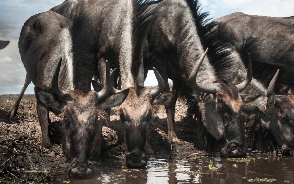 Animal Wildebeest HD Wallpaper | Background Image