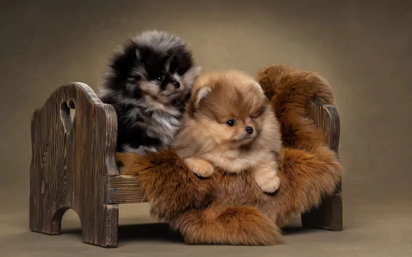 puppy Animal Pomeranian HD Desktop Wallpaper | Background Image