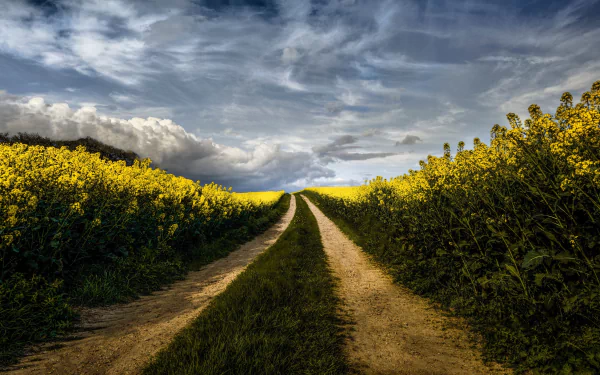 nature rapeseed HD Desktop Wallpaper | Background Image
