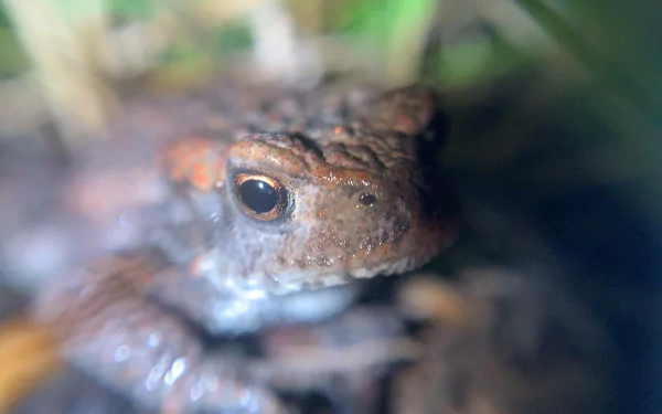 Animal frog HD Desktop Wallpaper | Background Image
