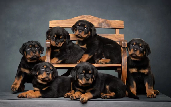 Animal rottweiler HD Desktop Wallpaper | Background Image