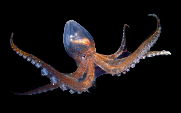  Glass octopus in the Atlantic Ocean off Cabo Verde by Solvin Zankl