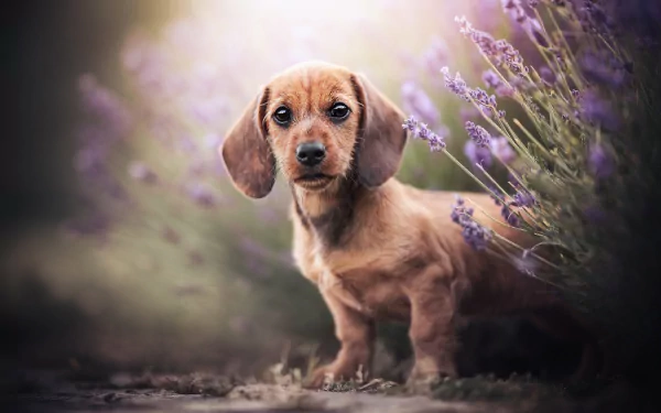 Animal dachshund HD Desktop Wallpaper | Background Image