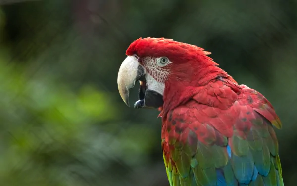 HD desktop wallpaper featuring a vibrant red-and-green macaw parrot with detailed feathers against a soft, blurred green background.