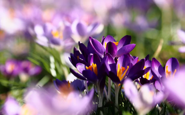Vibrant crocus blooms in a lush natural setting, perfect for HD desktop wallpaper.
