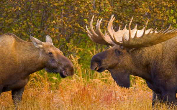  Bull and female moose in Denali National Park, Alaska by Yva Momatiuk
