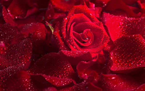 Vibrant close-up shot of a blooming rose in a natural setting, perfect as an HD desktop wallpaper.