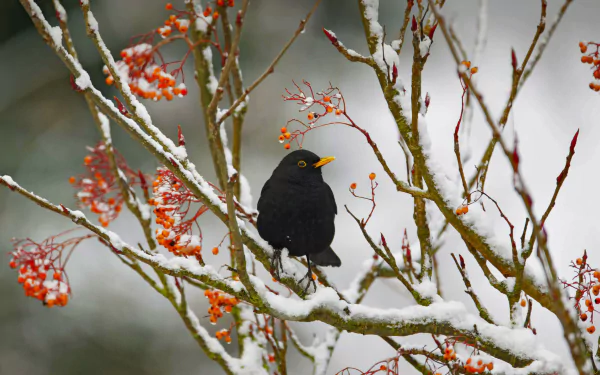  Blackbird perched on a snow branch, Essex, England by Bill Coster