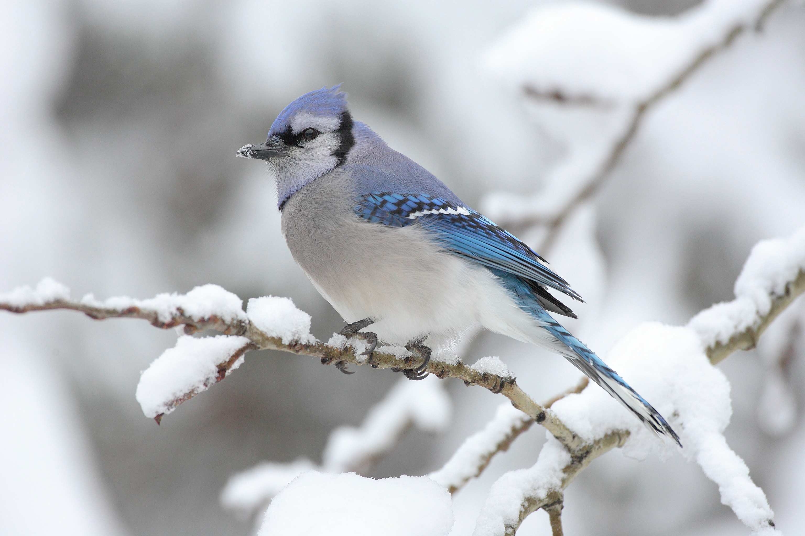 A Blue Jay (Cyanocitta cristata) in Algonquin Provincial Park in Canada by Mdf