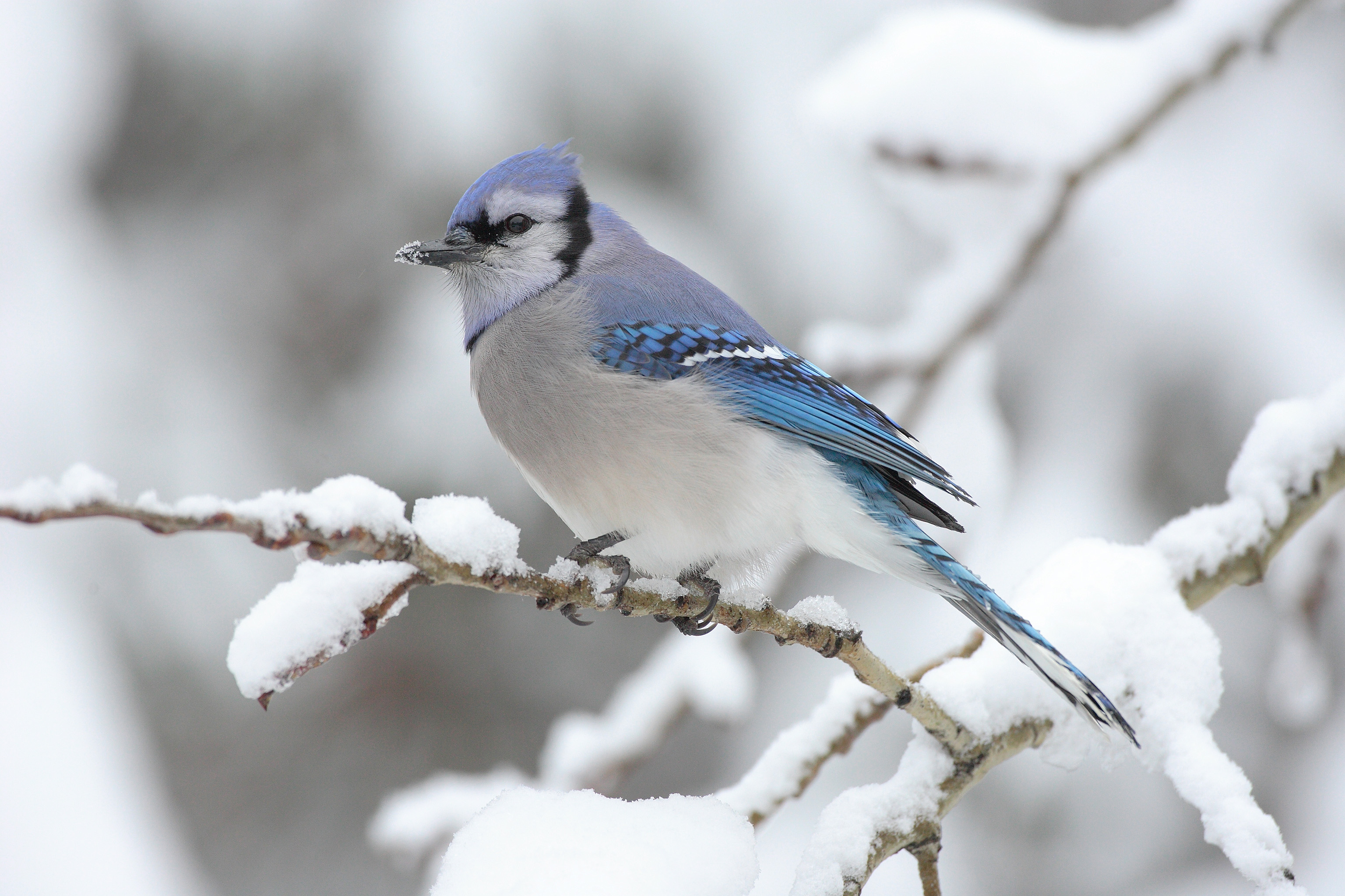 Blue Jay In Winter HD Wallpaper By Mdf