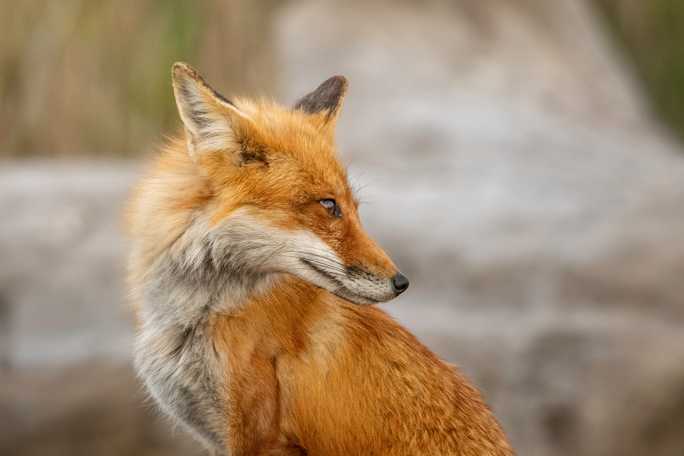 Download Red Fox Animal Fox HD Wallpaper By Jeremy Hynes Download Red Fox Animal Fox HD Wallpaper By Jeremy Hynes
