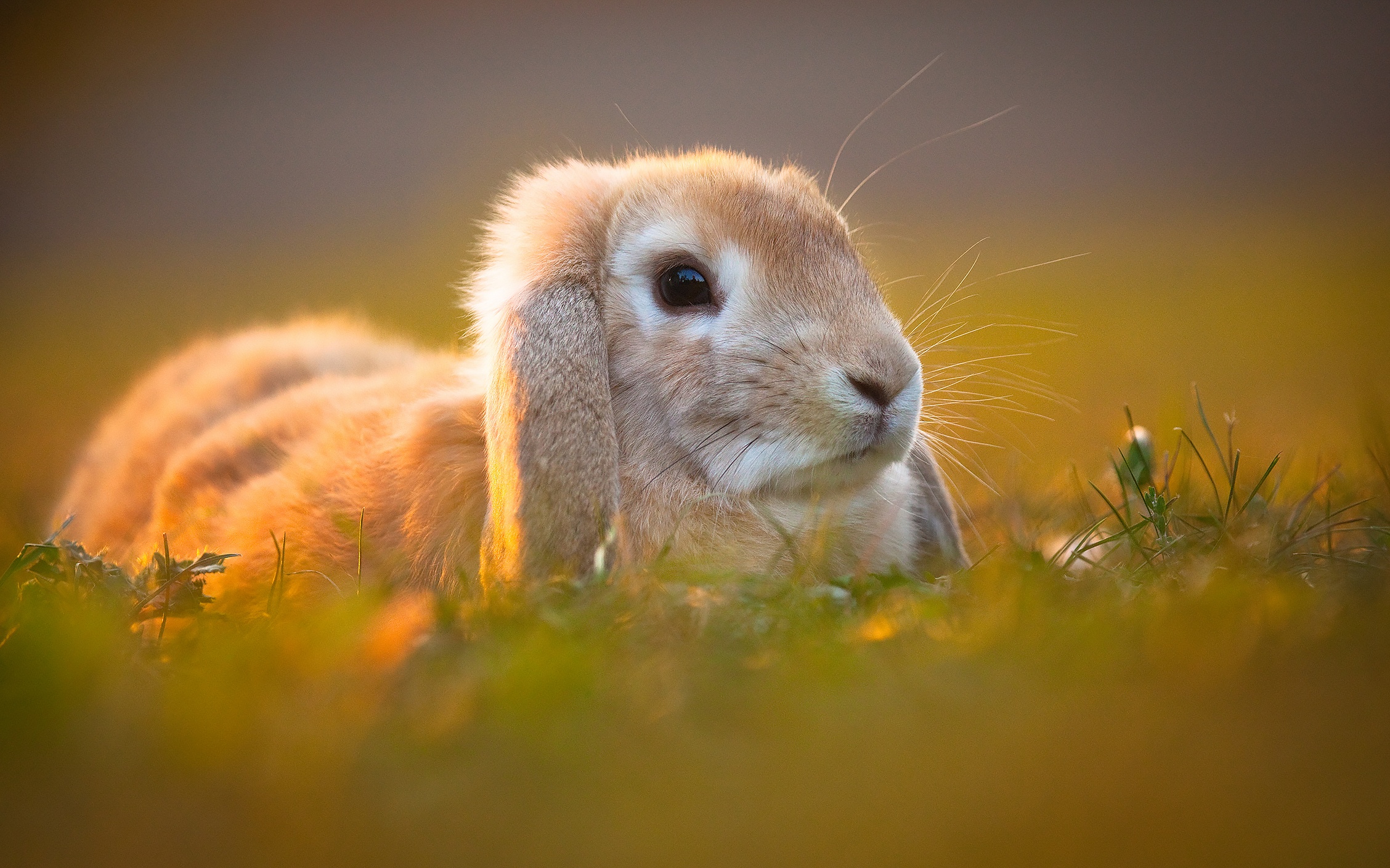 Animal Rabbit HD Wallpaper